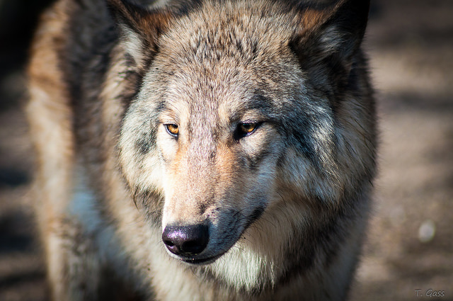 Animal protection group offers $10K reward to hold wolf poachers accountable