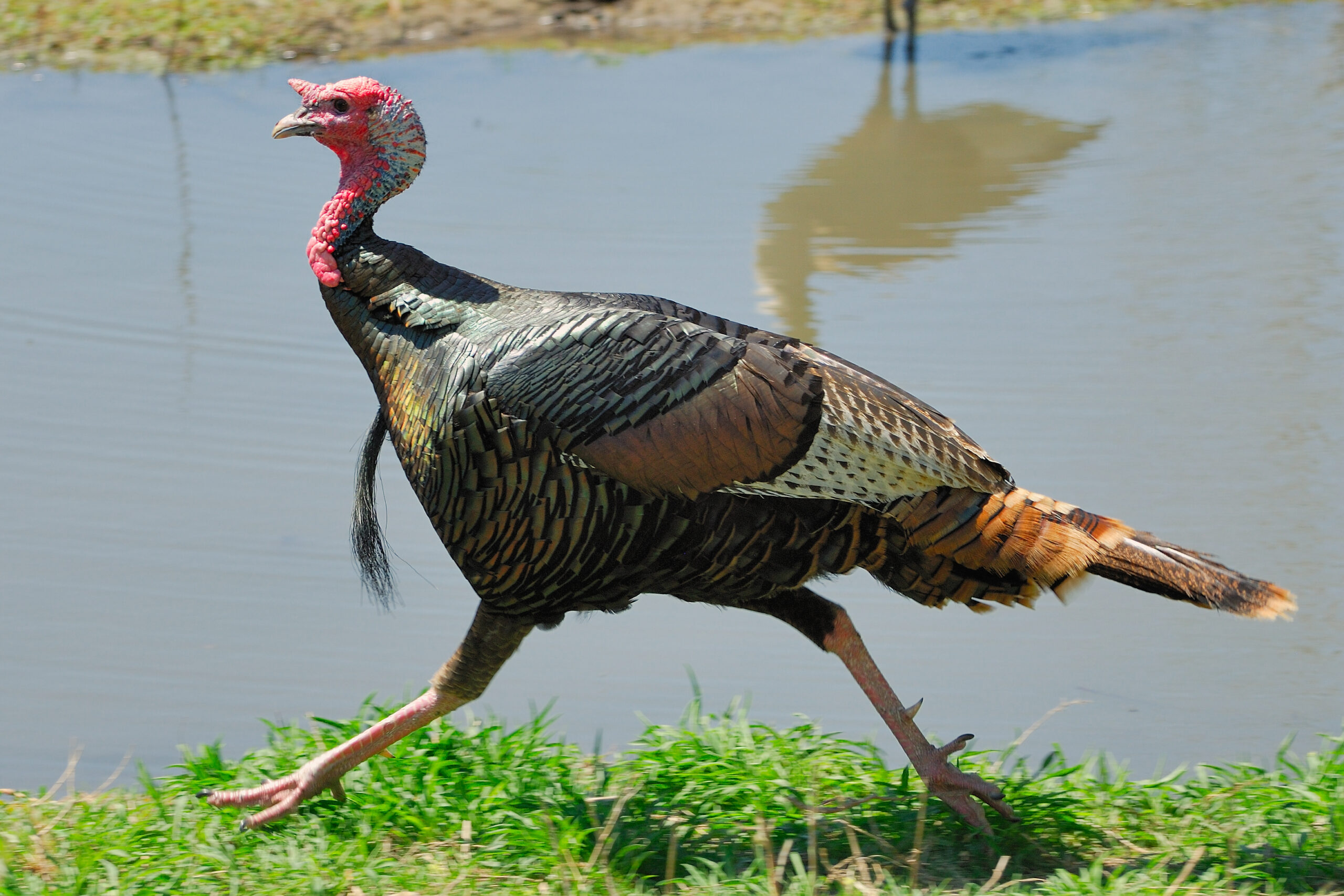 A turkey trotting by a creek