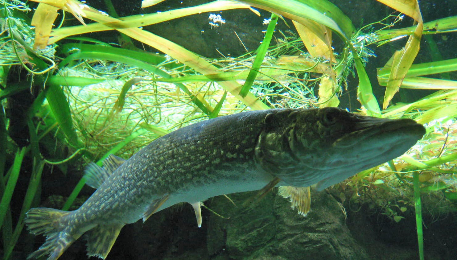 Musky swimming under water.