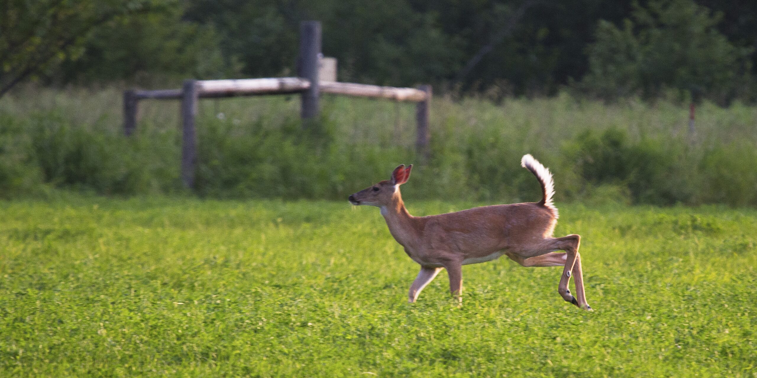 A deer runs through a field away from the camera.