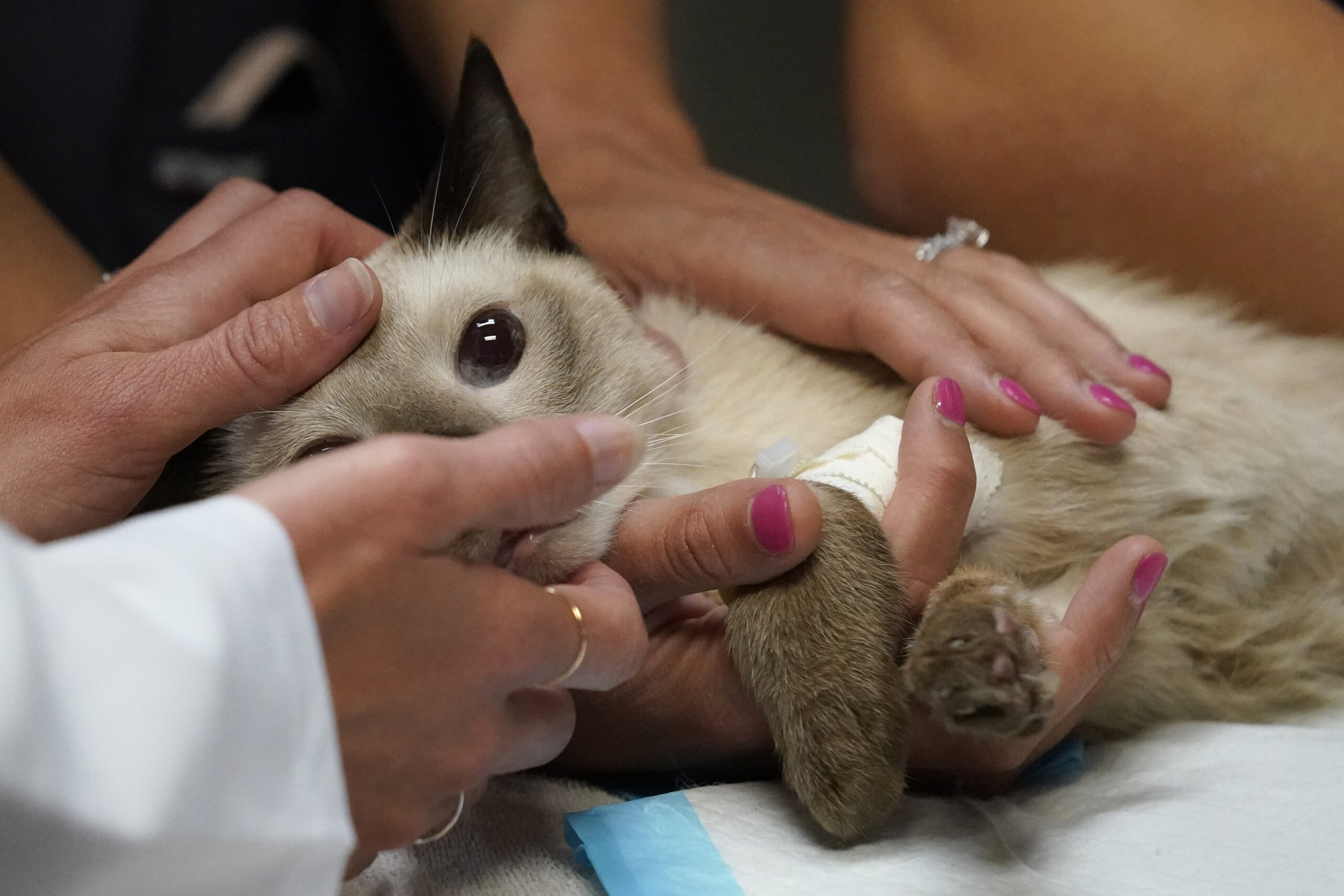 Veterinary personnel keep a cat named Miller calm as he has blood drawn