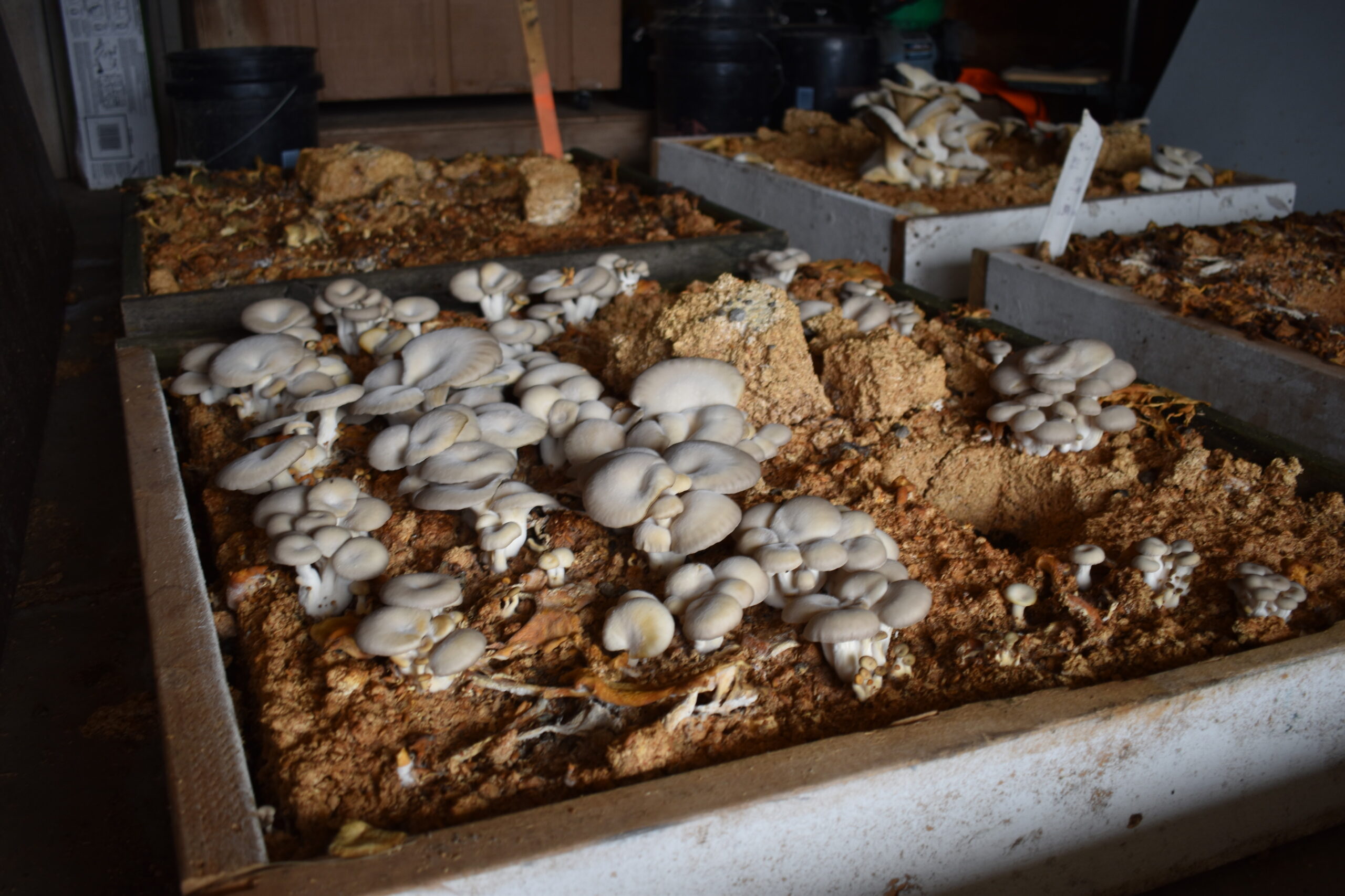 Mushrooms grow in a garage at the Marathon County landfill as part of an experiment in environmental cleanup.