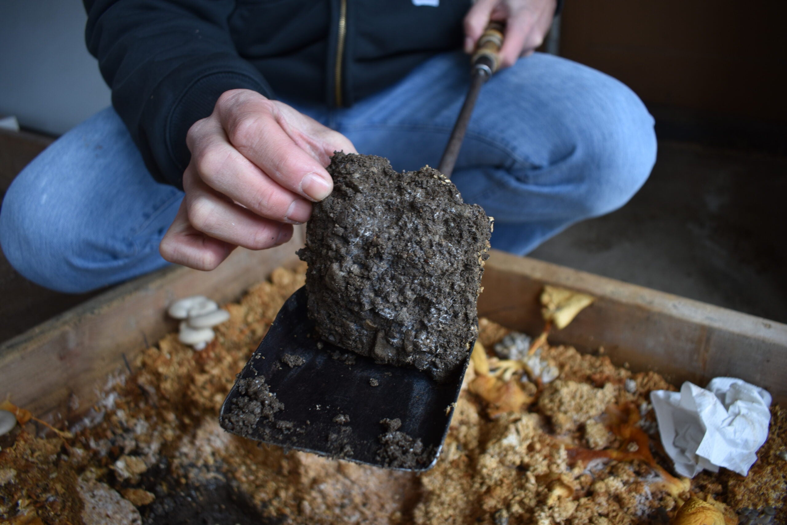 Jerome Segura holds a soil sample where mushrooms grew as part of an experiment in "mycoremediation."