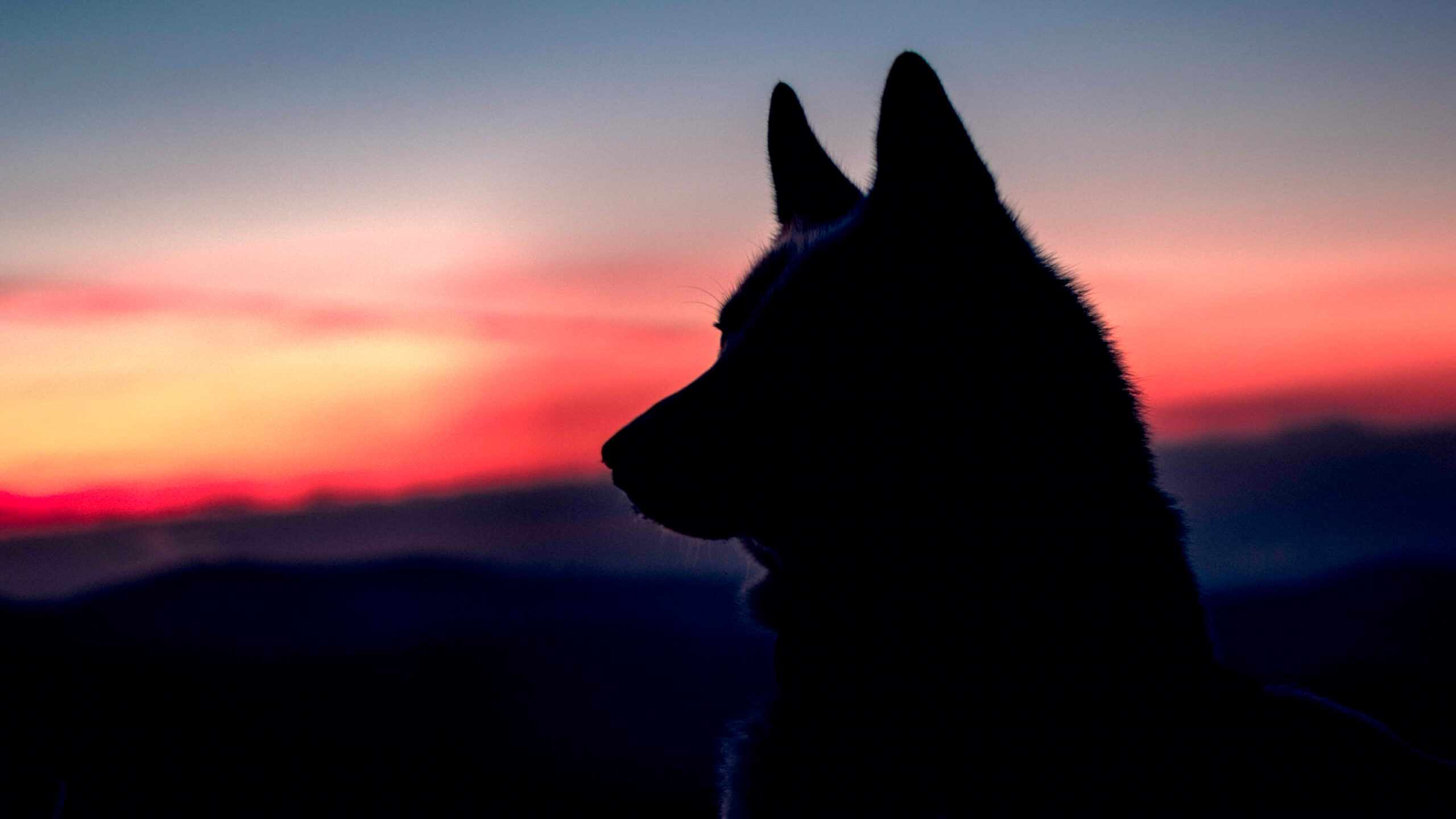 Wolf eyes the horizon