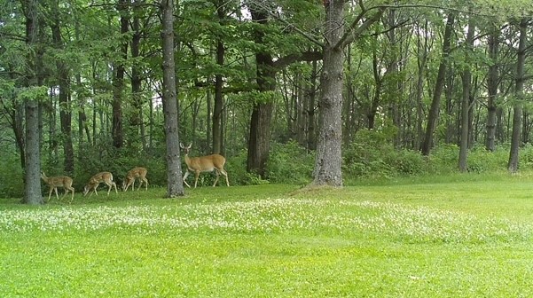 A doe and her fawns walk through the woods of Richland County; Photo by Duane Jewell, 2021.