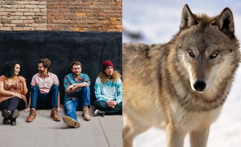 Members of the band One Less Guest (pictured at left); and a wolf (pictured right). Images courtesy of One Less Guest, and the Wisconsin Department of Natural Resources