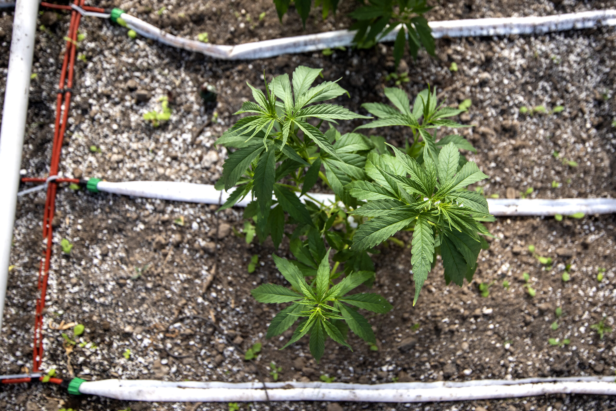 Green leaves of a hemp plant can be seen from above.