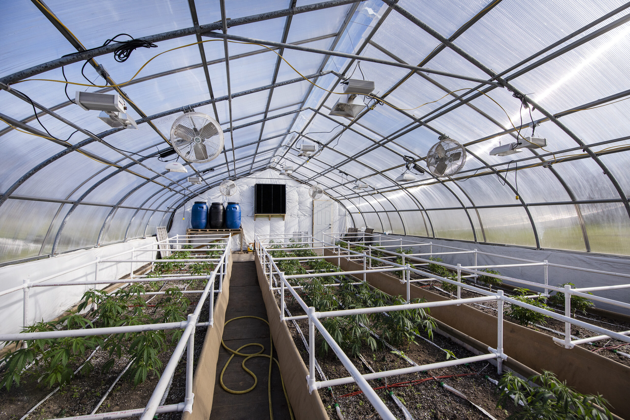 Three rows of hemp plants grow inside of a greenhouse.