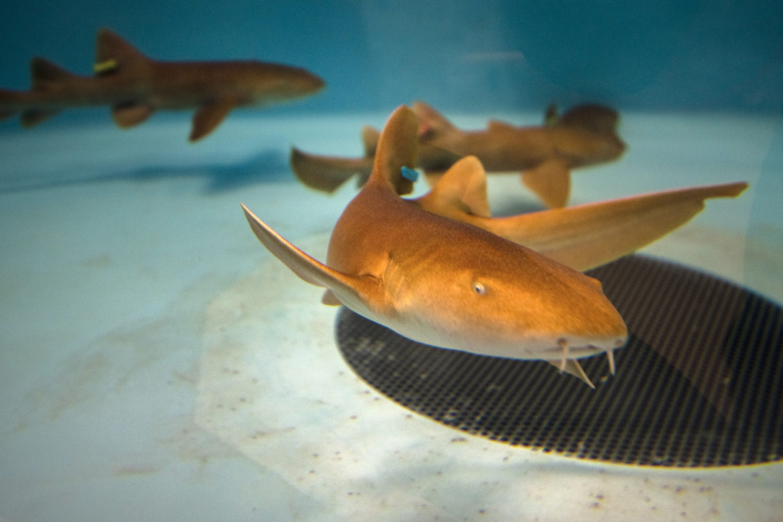 A brown shark swims at the bottom of a tank with blue walls.
