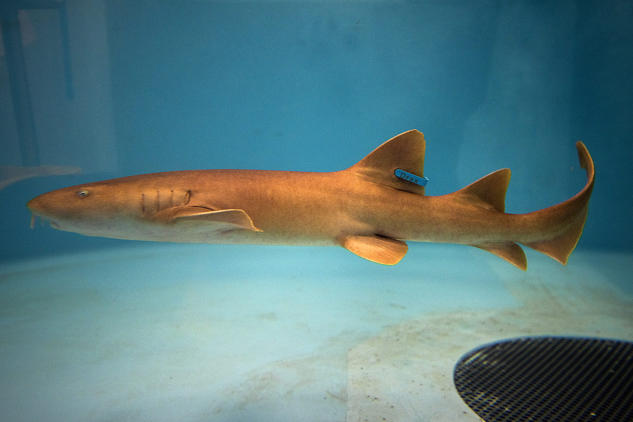 A shark can be seen from the side with a long, slender body.