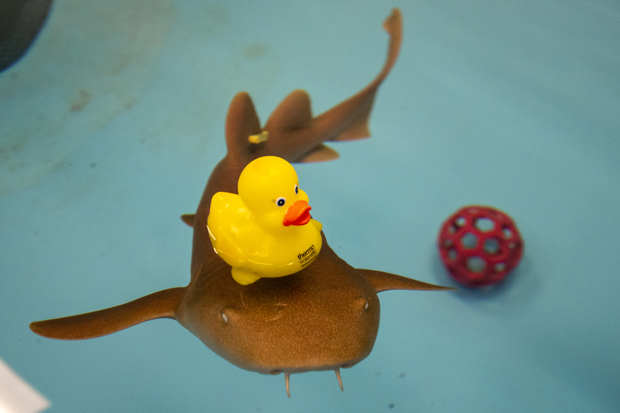 A shark swims underneath a yellow rubber ducky toy.