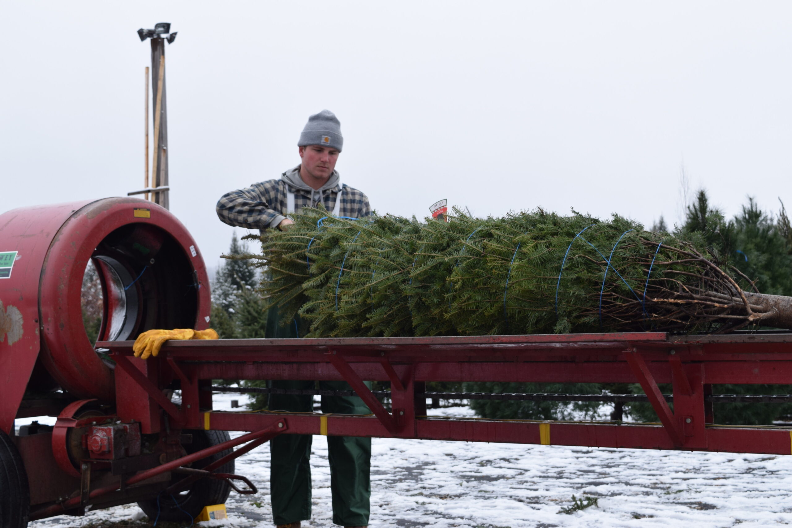 With higher prices, holiday travel, Wisconsin Christmas tree growers expect demand to slow this year