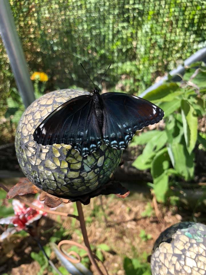 Friends of Butterfly Garden
