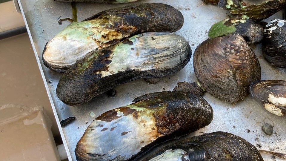 Display of rare spectaclecase mussels found in the St. Croix river