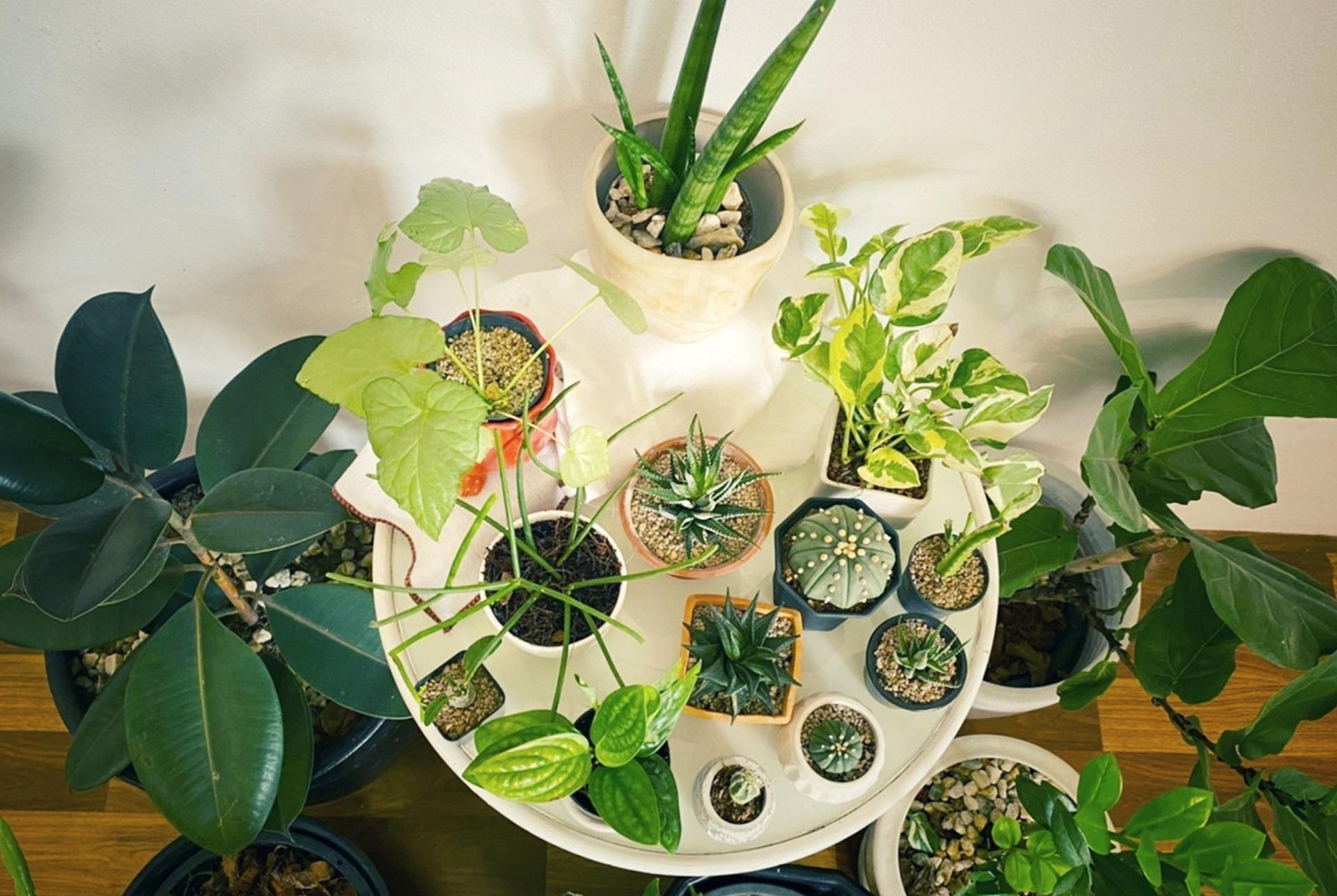 Table of indoor plants