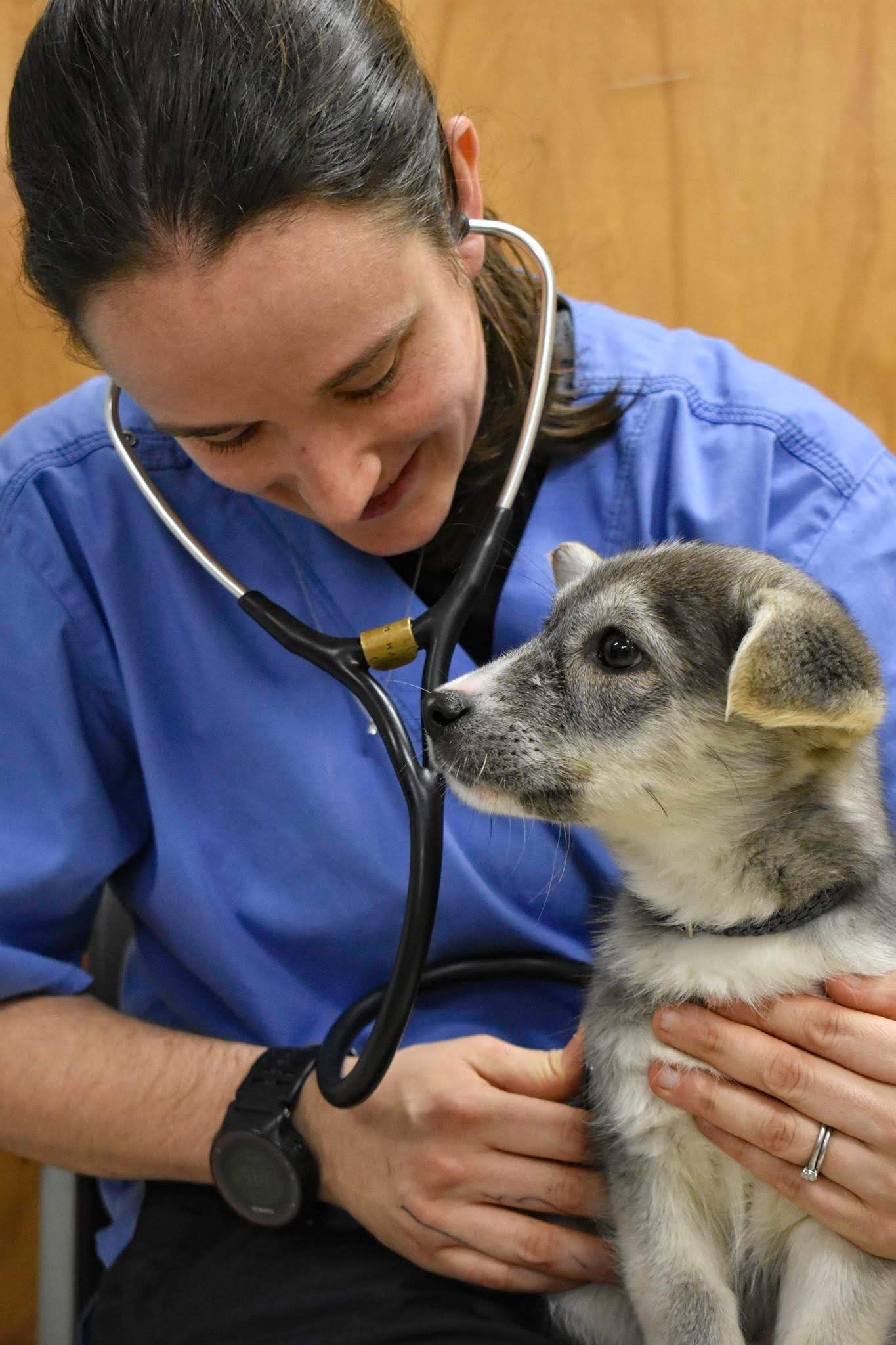 A veterinarian takes care of a dog