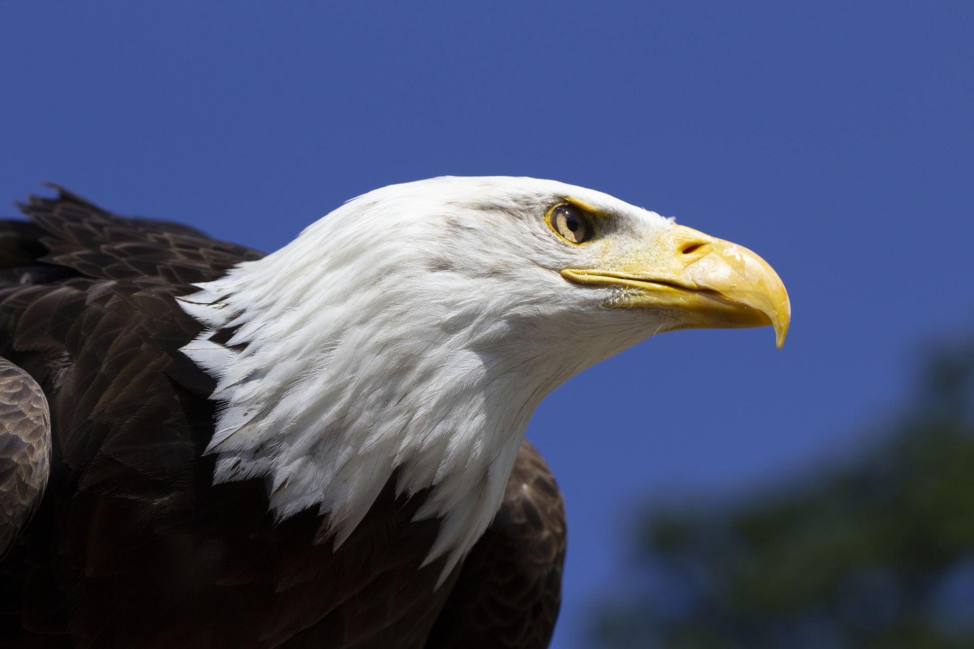 Profile of eagle.