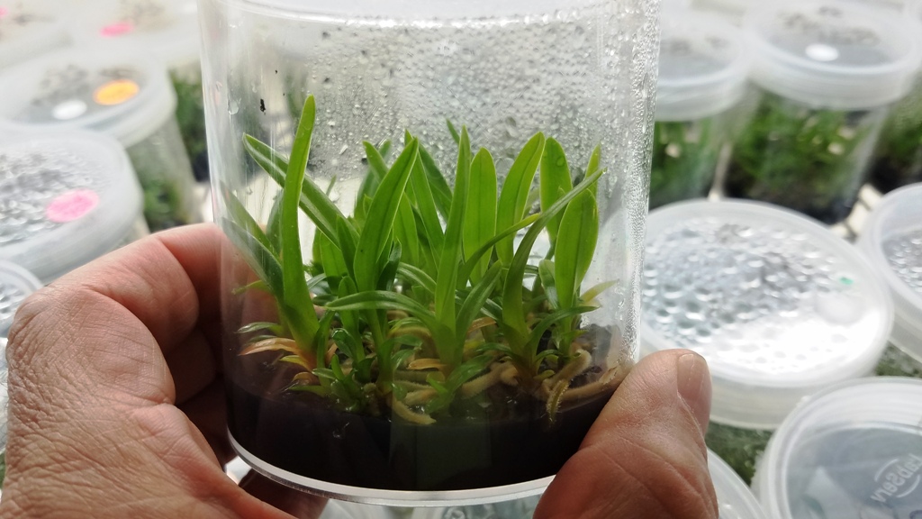 Orchid seedlings grown in an orchid flask. Photo courtesy of Chuck Acker