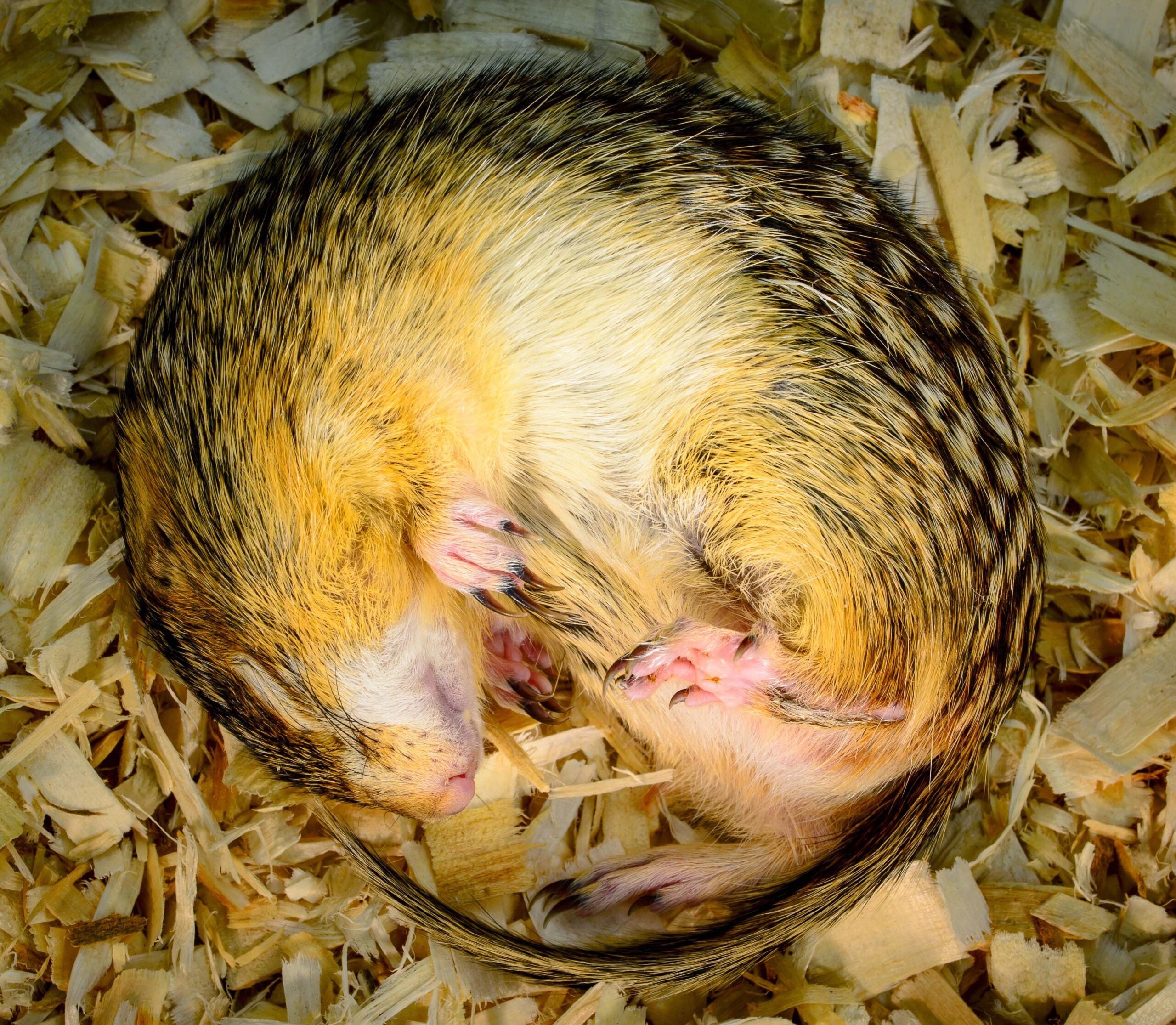 Thirteen-lined ground squirrel hibernating