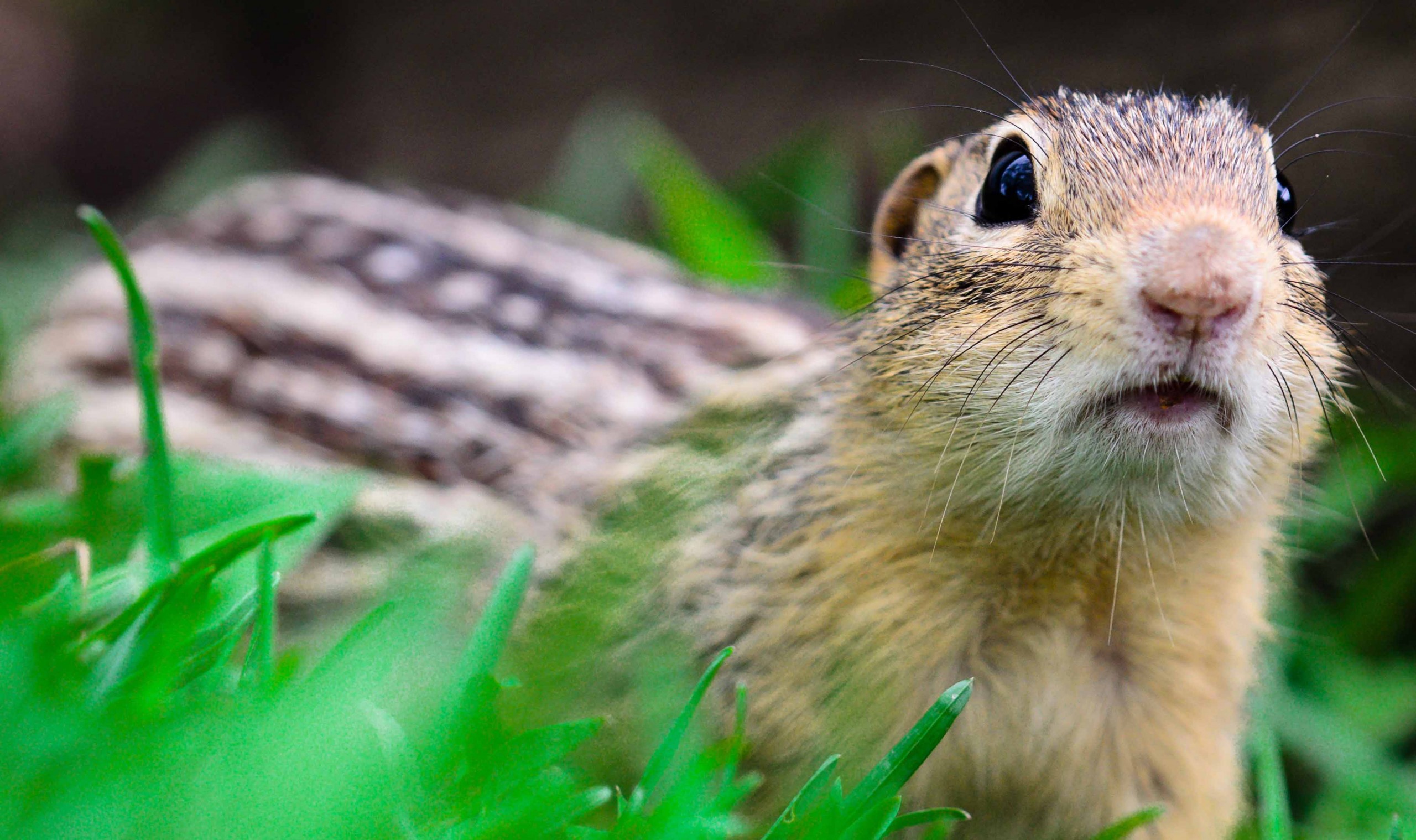 A thirteen-lined ground squirrel.