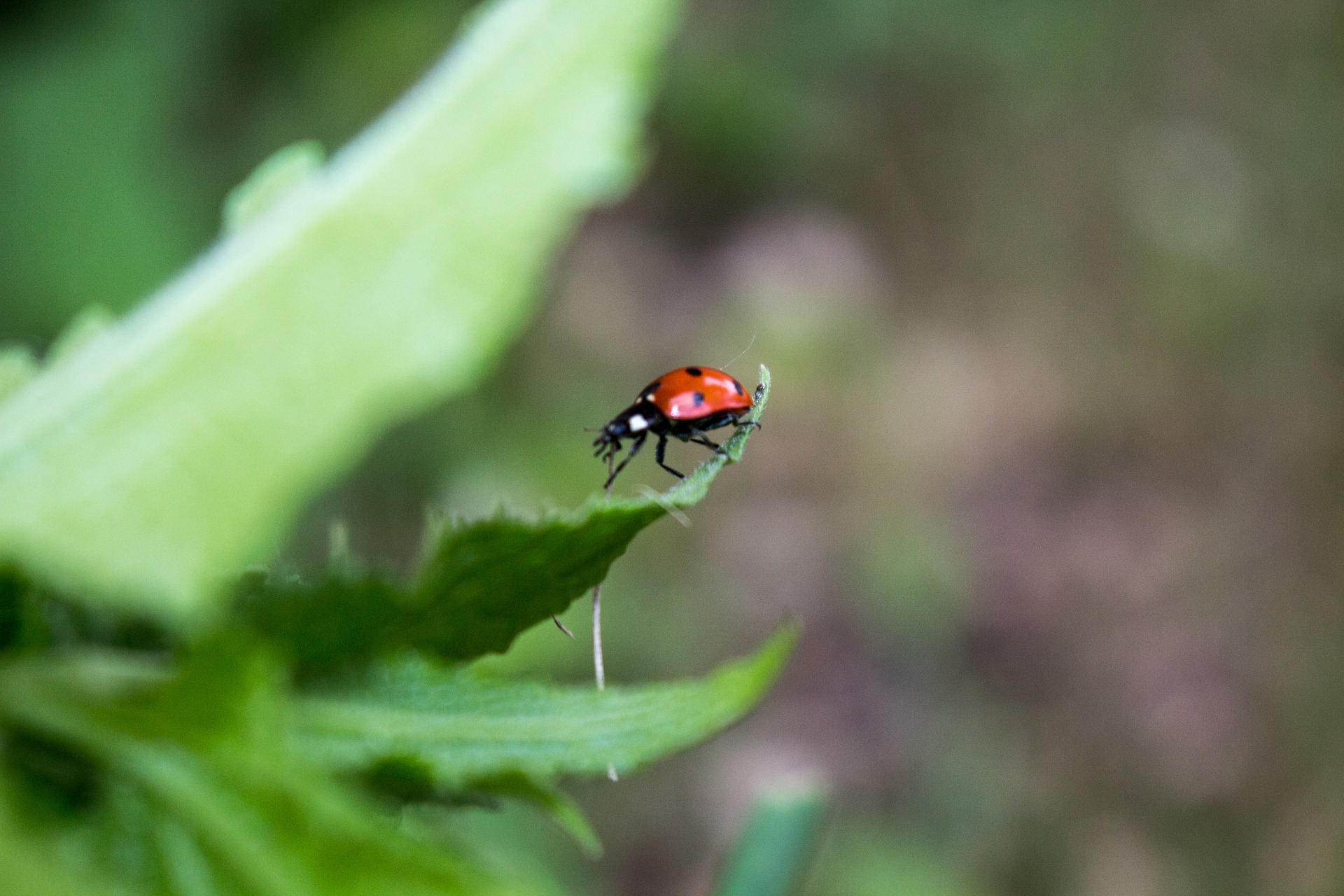 Ladybug walking across a leaf.