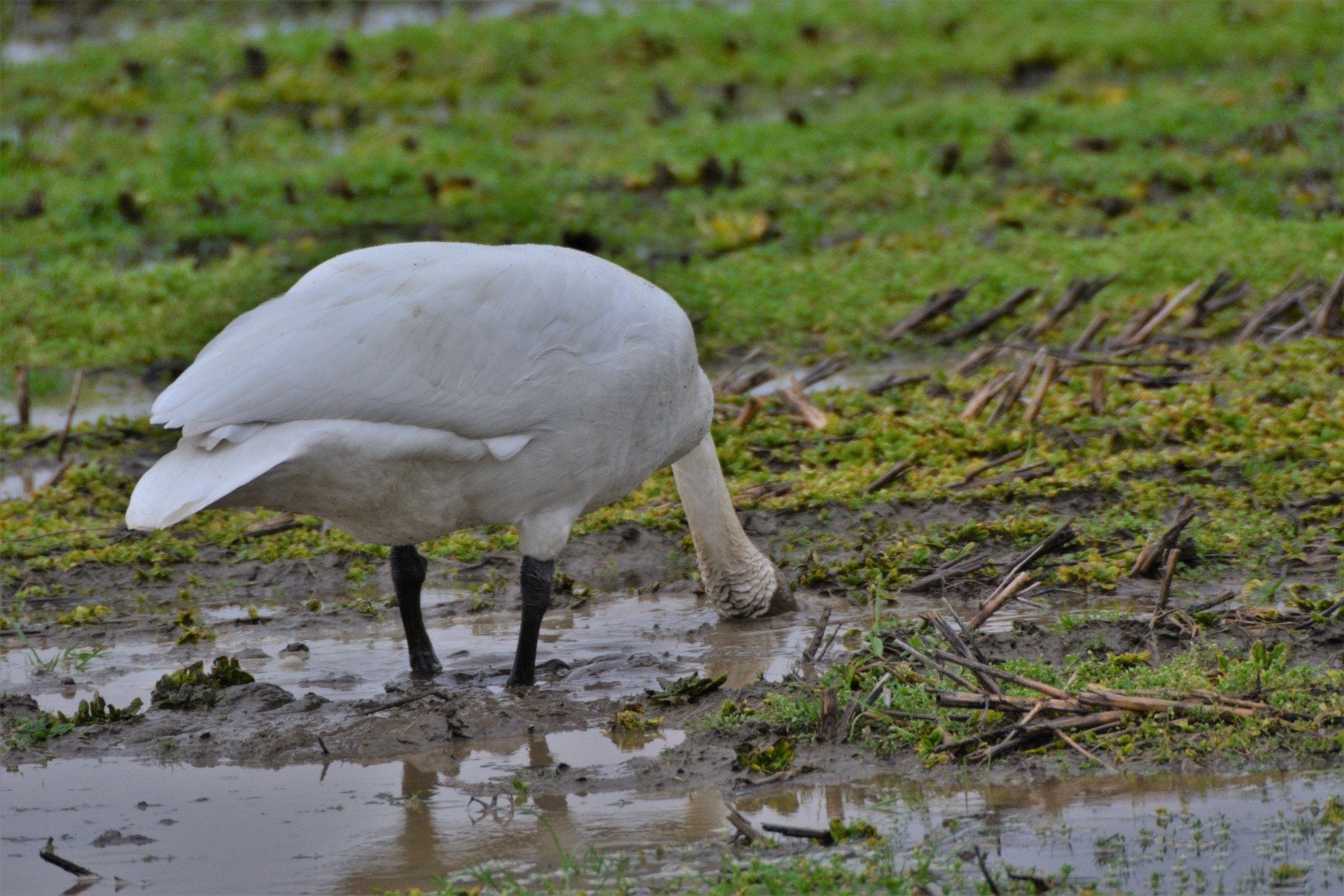 Trumpeter swan feeding in wet field.