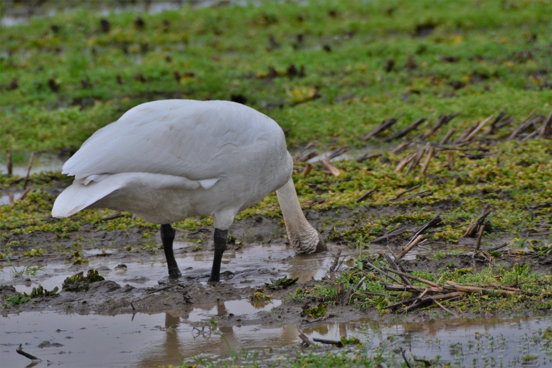 Trumpeter swan feeding in wet field.