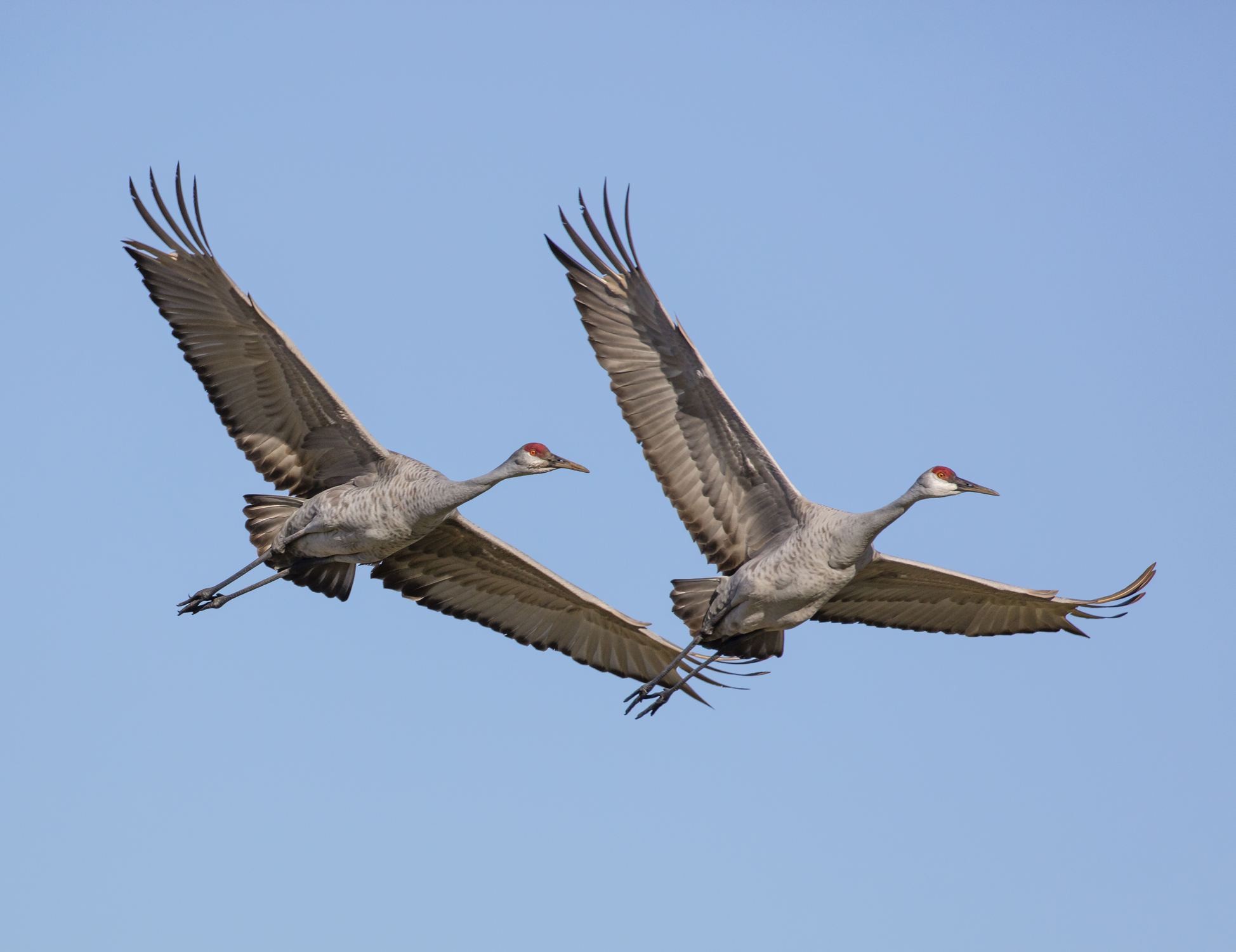 Two sandhill cranes fly across a blue sky