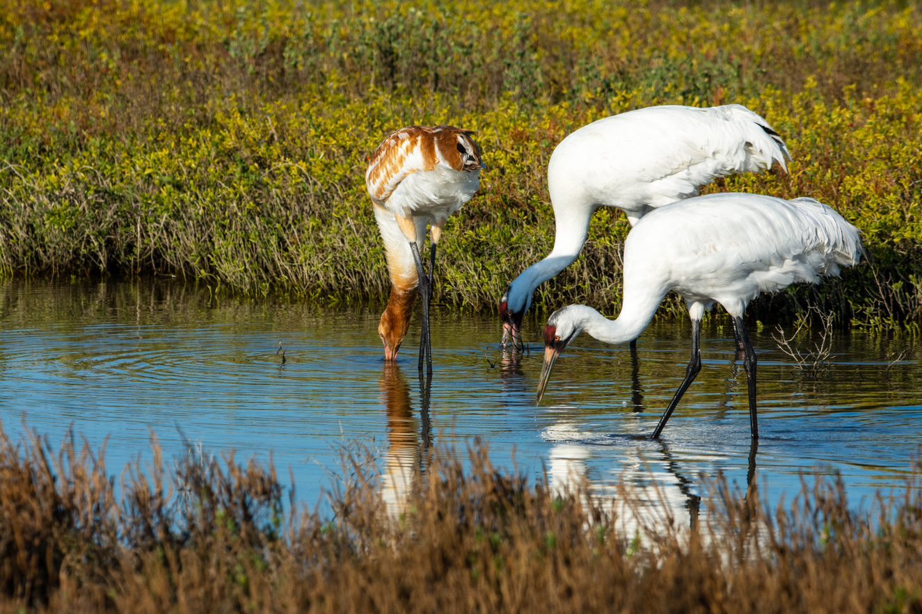 Three cranes drink out of a pond