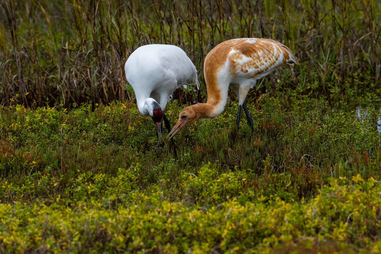 A Wisconsin bill introducing a sandhill crane hunting season could put the endangered whooping crane at risk