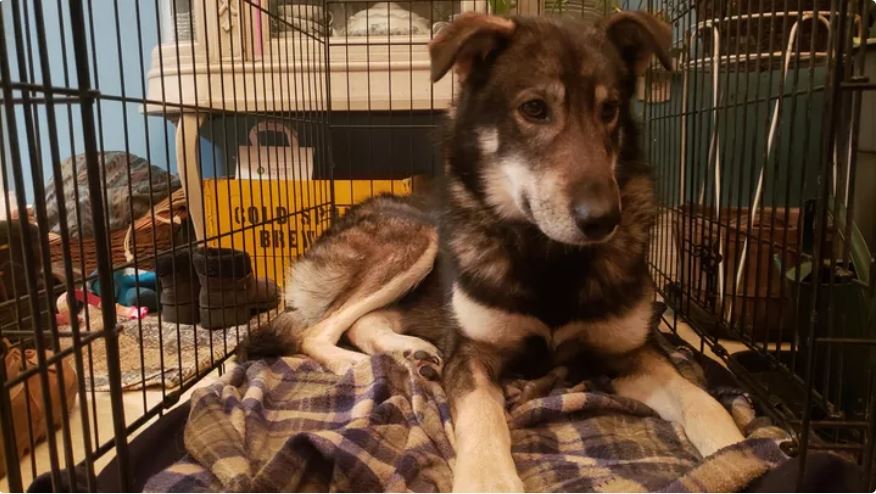 The sled dog Wildfire suffered broken legs in a hit-and-run crash in Bayfield County.