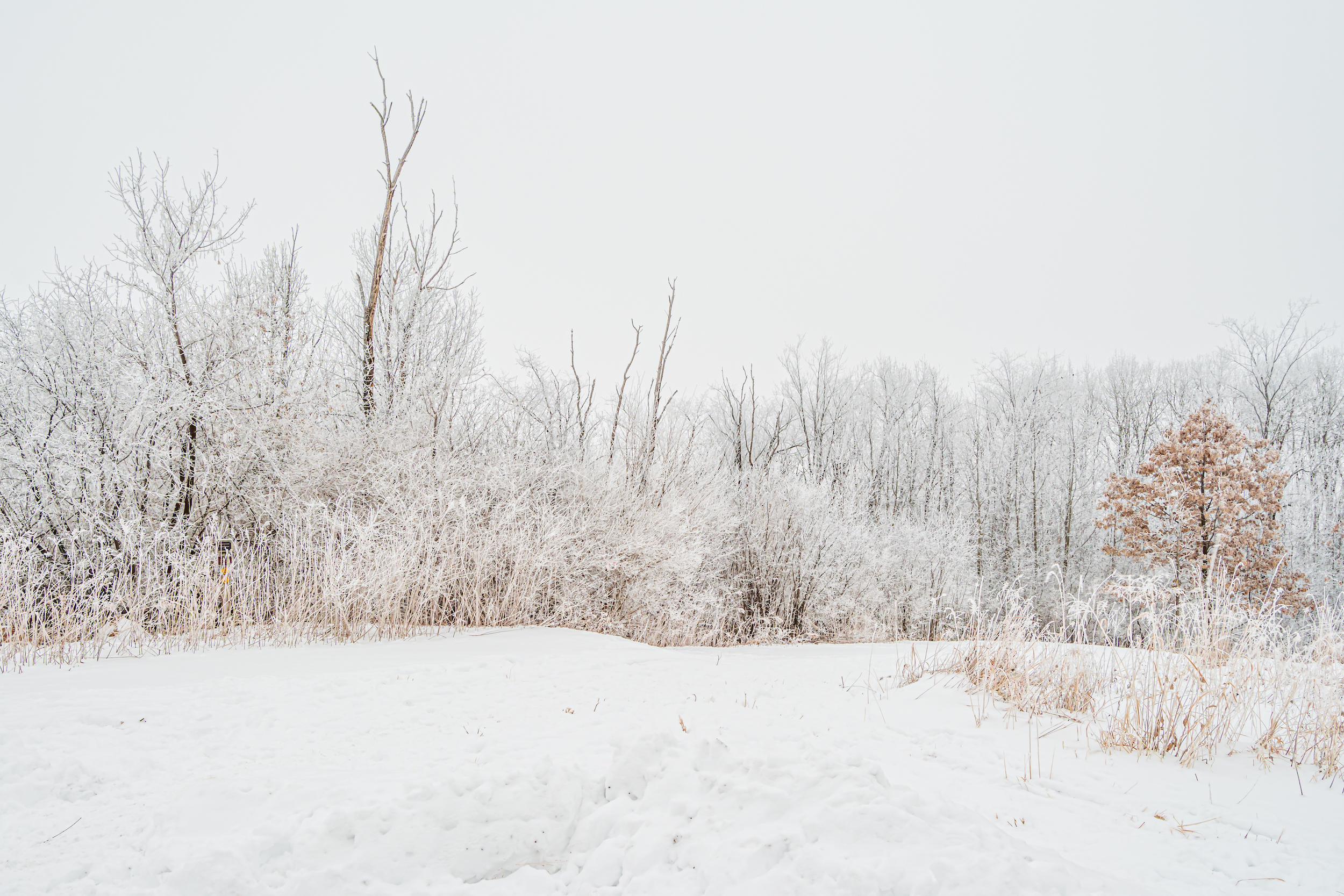 Rime ice on the trees at Pheasant Branch Conservancy in Middleton, Wis. on Jan. 4, 2021.