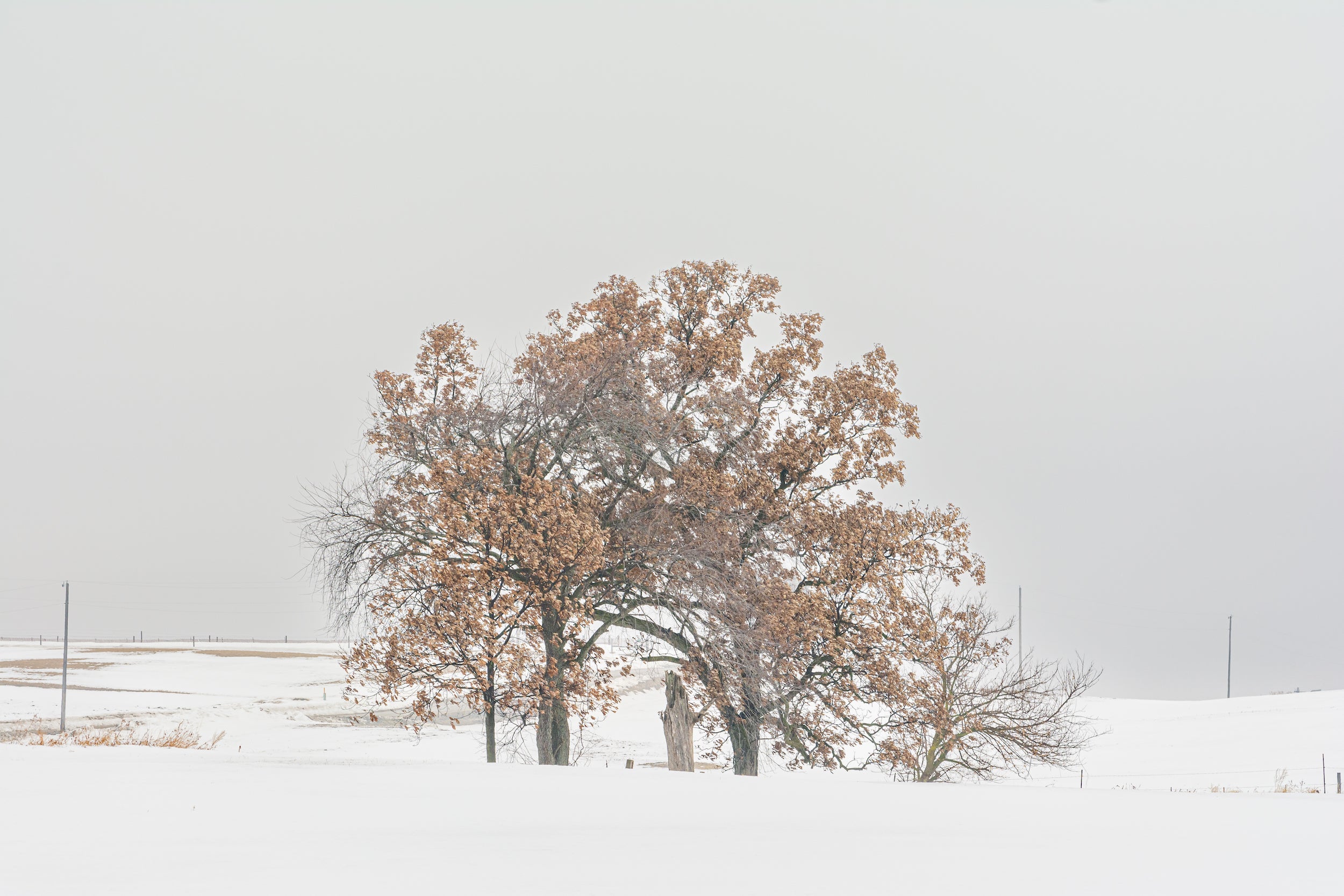 Trees near Martinsville, Wis. on Feb. 28, 2021.