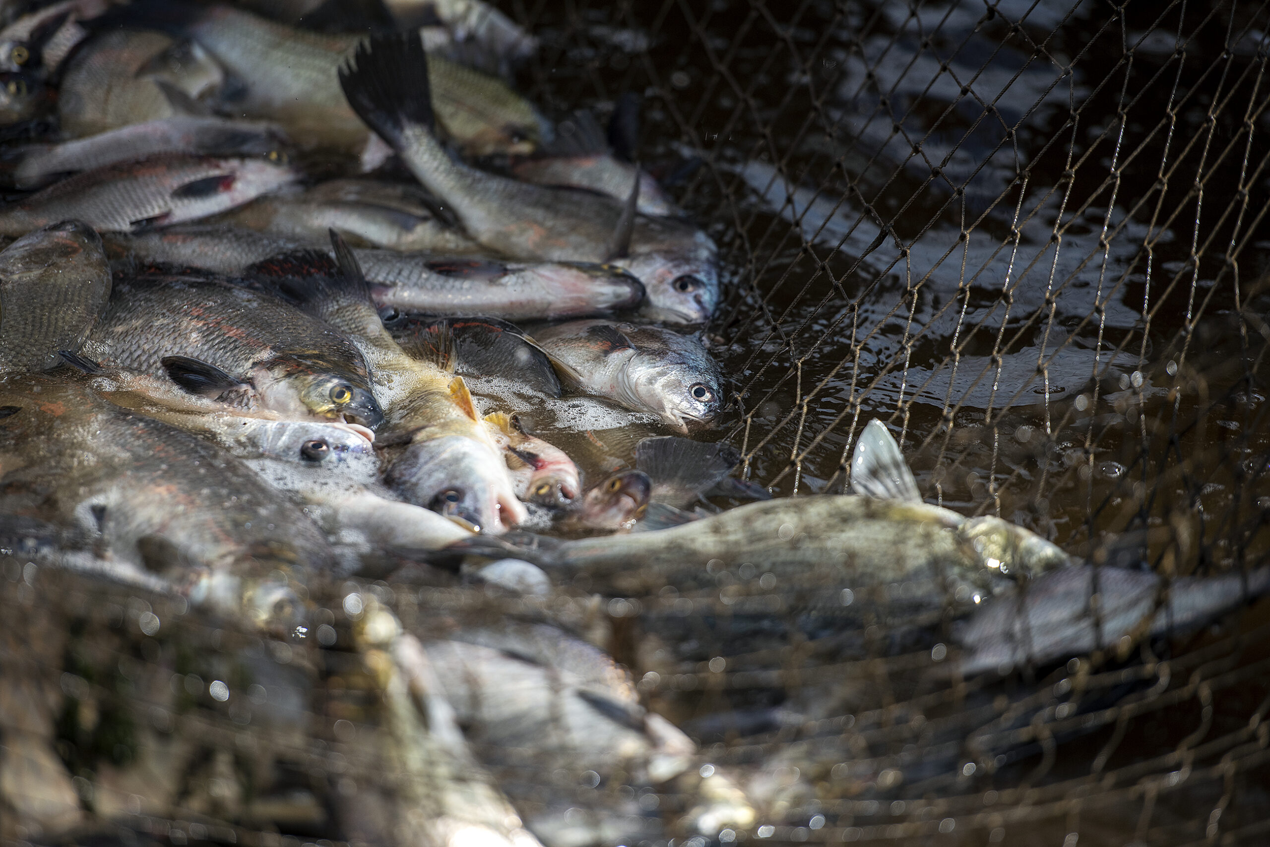 A group of fish are closely grouped together inside of a net.