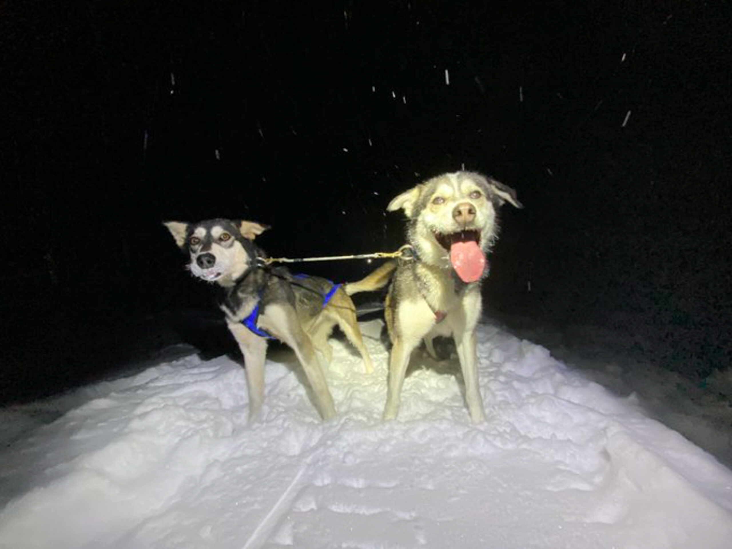 Dora and Pepé on the trail with Wisconsin mushers Blair Braverman and Quince Mountain