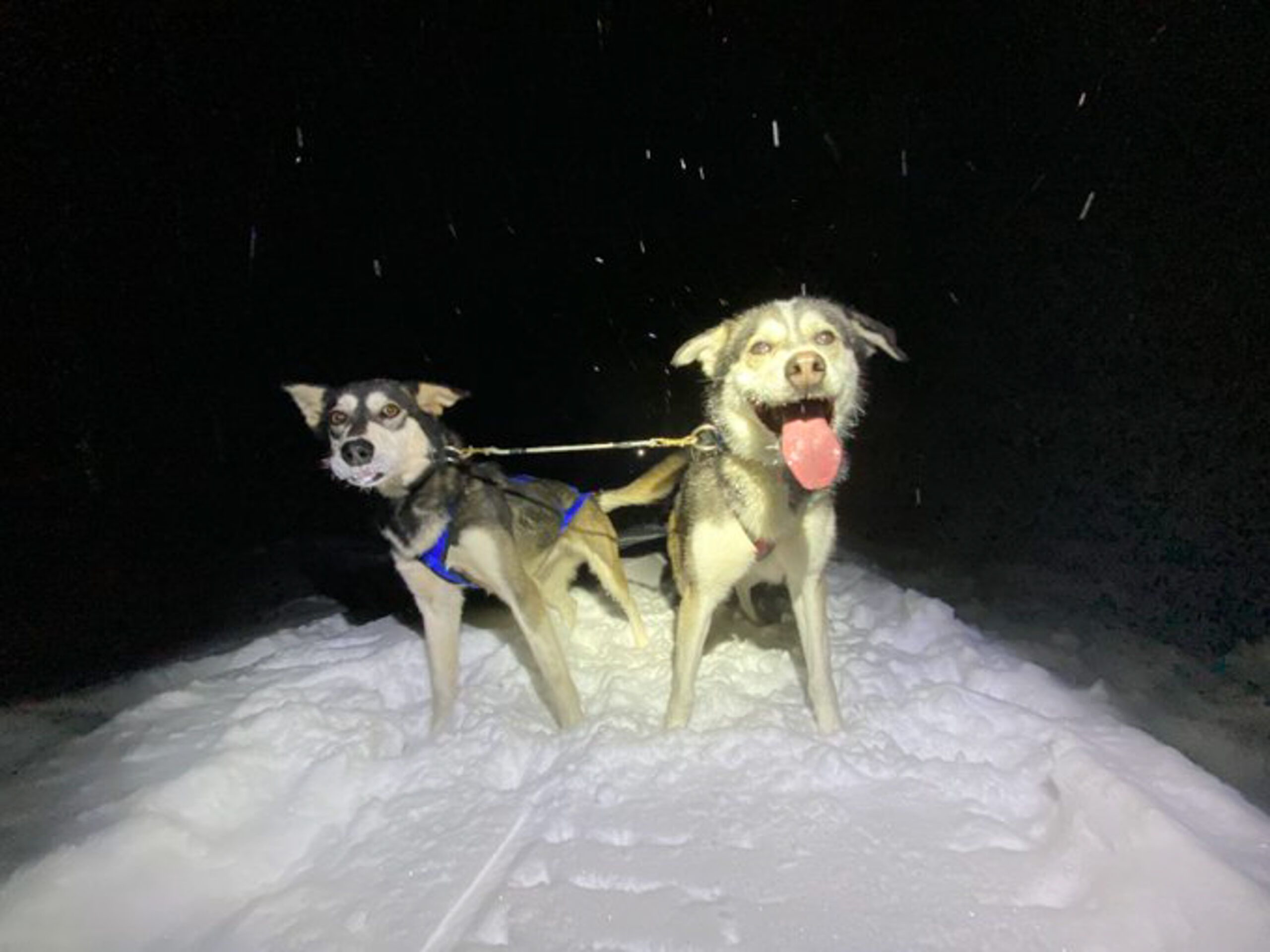 Northern Wisconsin musher seeks another win in 2022 John Beargrease Sled  Dog Marathon - WPR