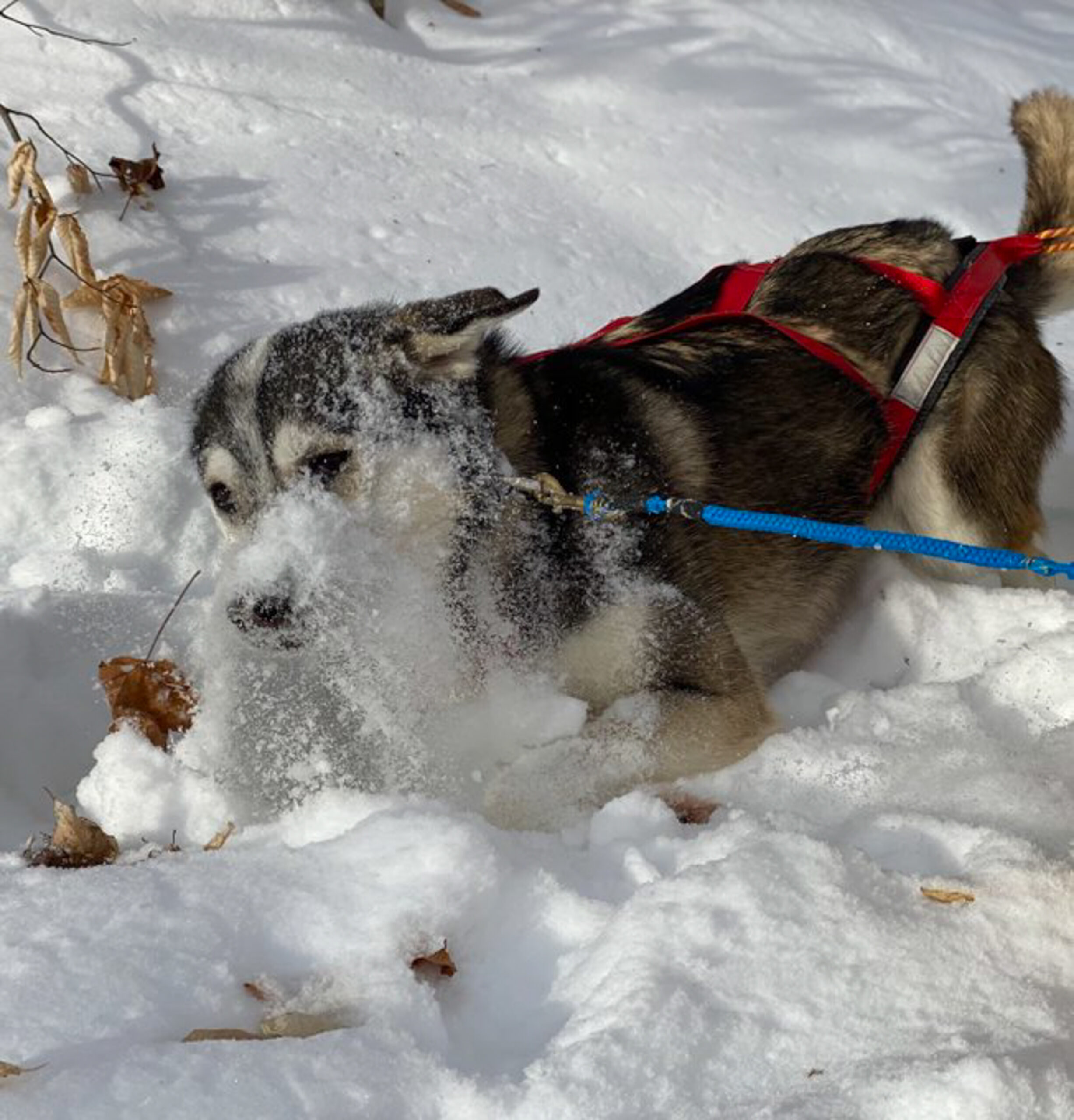 Pepé gets busted acting like a puppy. Pepé is one of the dogs of Wisconsin mushers Blair Braverman and Quince Mountain
