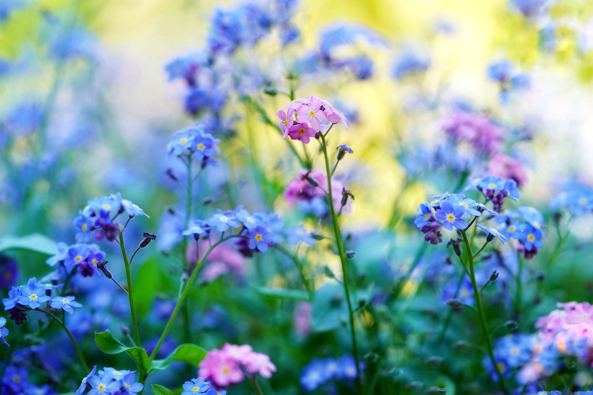 Pink and lavender forget-me-nots.