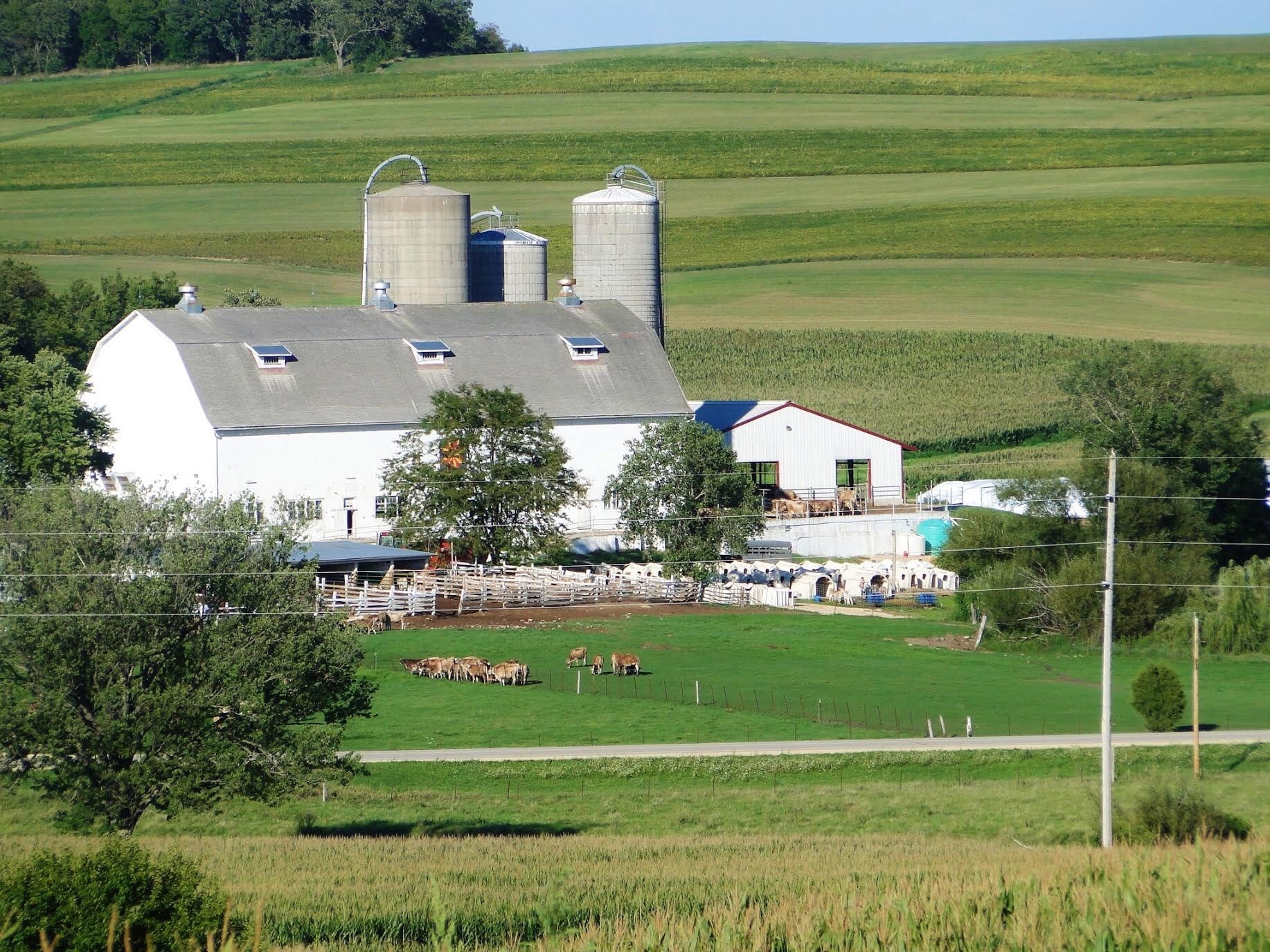 Brown Swiss cows at Voegeli Farm in Monticello, Wis