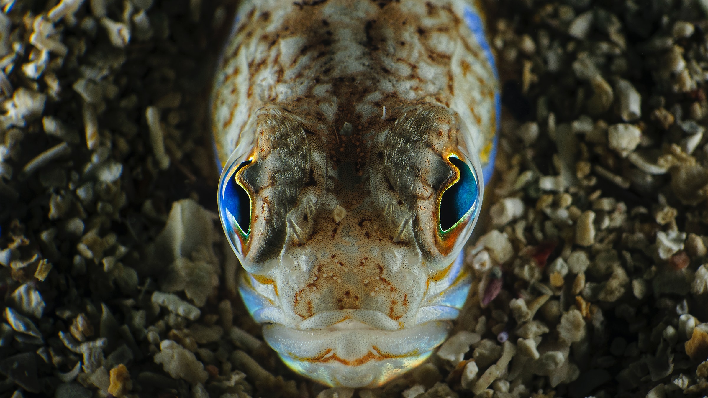 A fish looking up