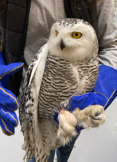 A snowy owl found on a city street in Green Bay is recovering at the Bay Beach Wildlife Sanctuary