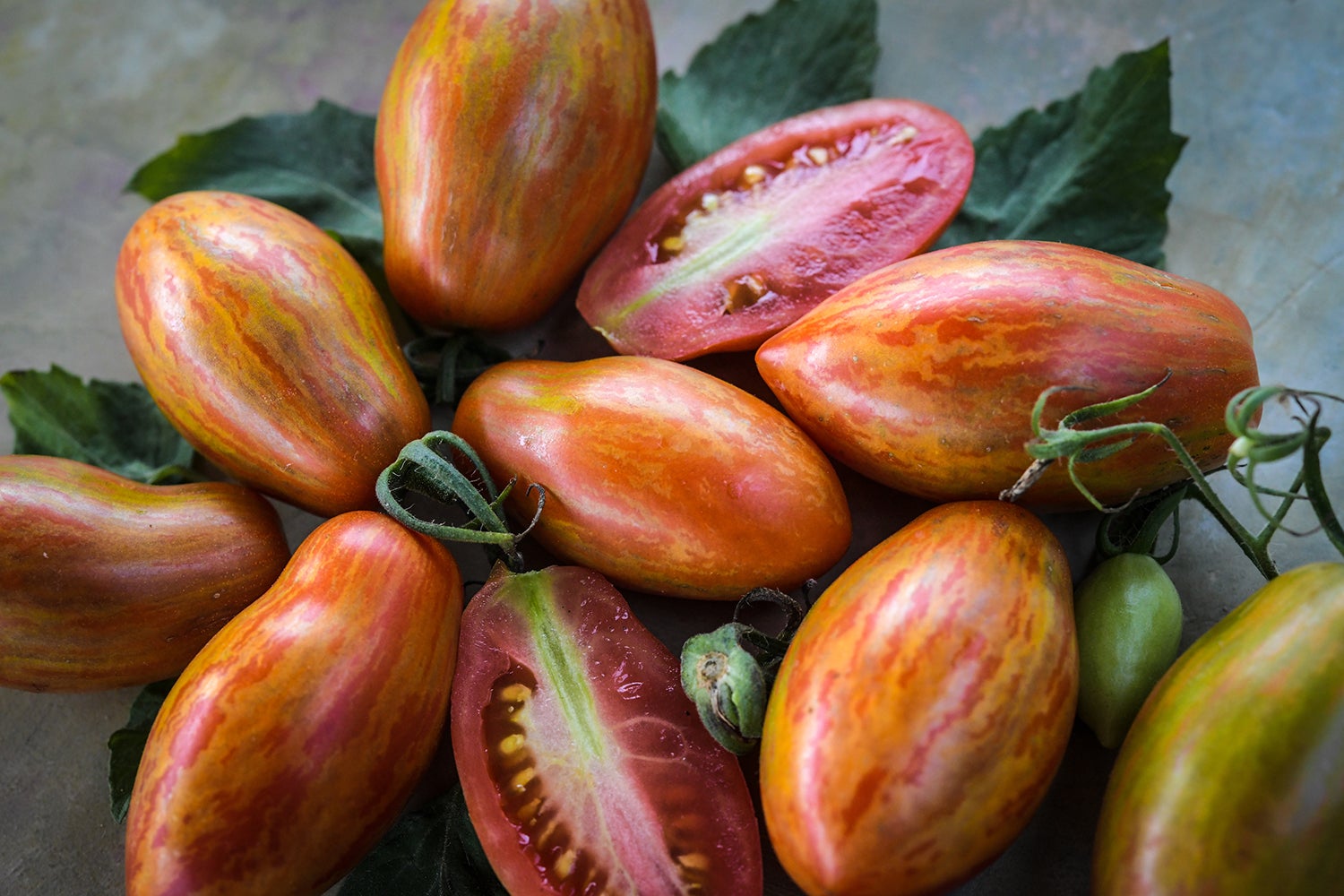 Tomato Prairie Fire from Croatian Seeds