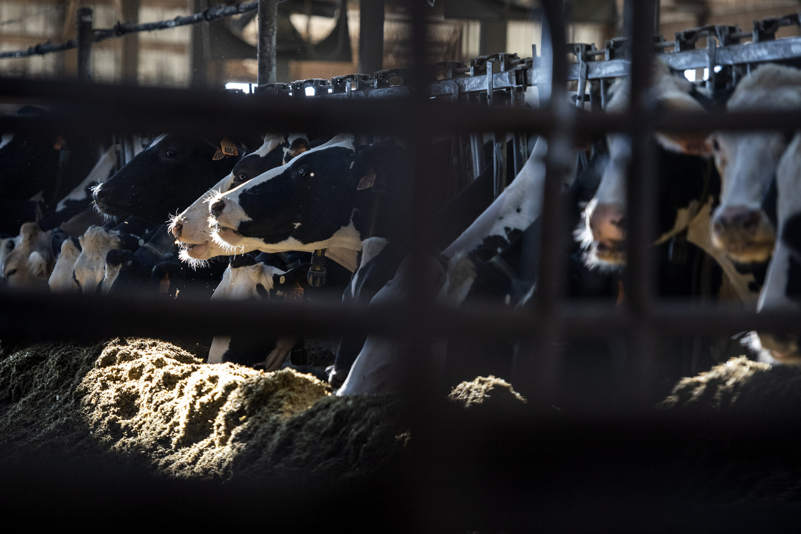 Dairy cows can be seen through a fence in a barn