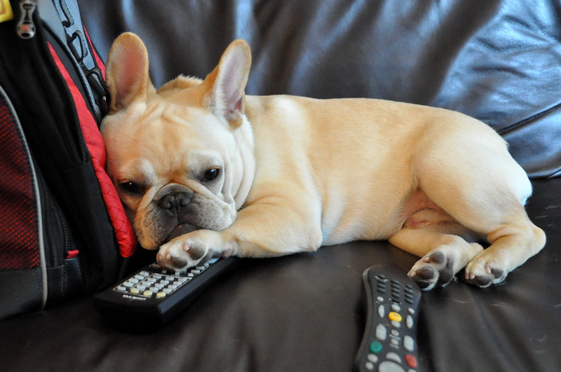 French bulldog sits with tv remote