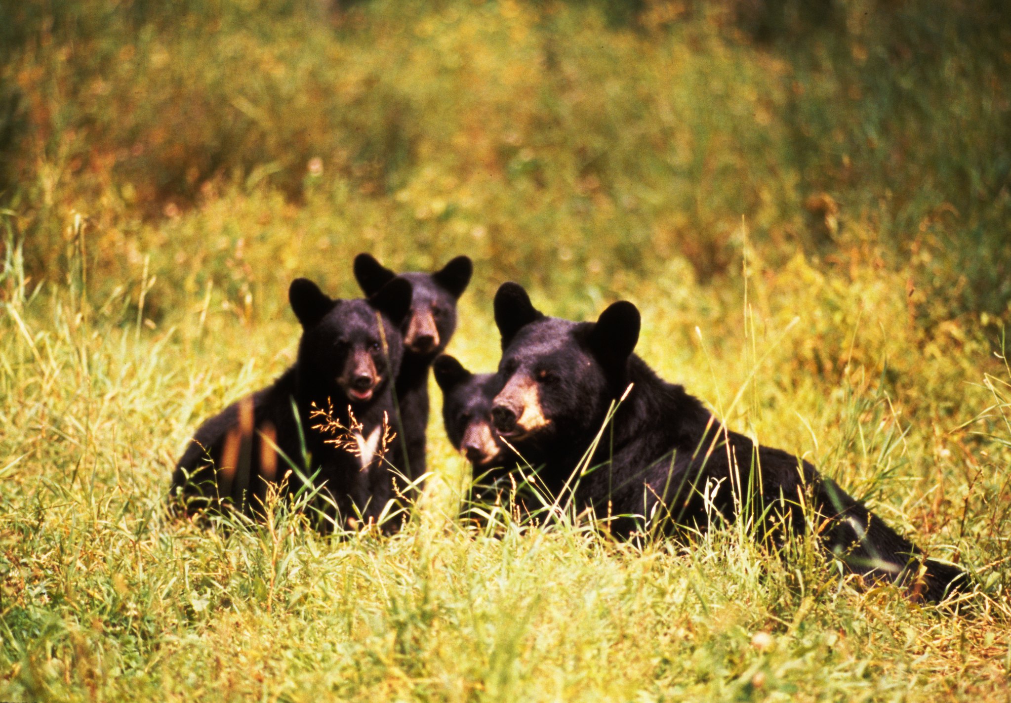 Black bear cubs