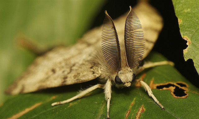 A male spongy moth