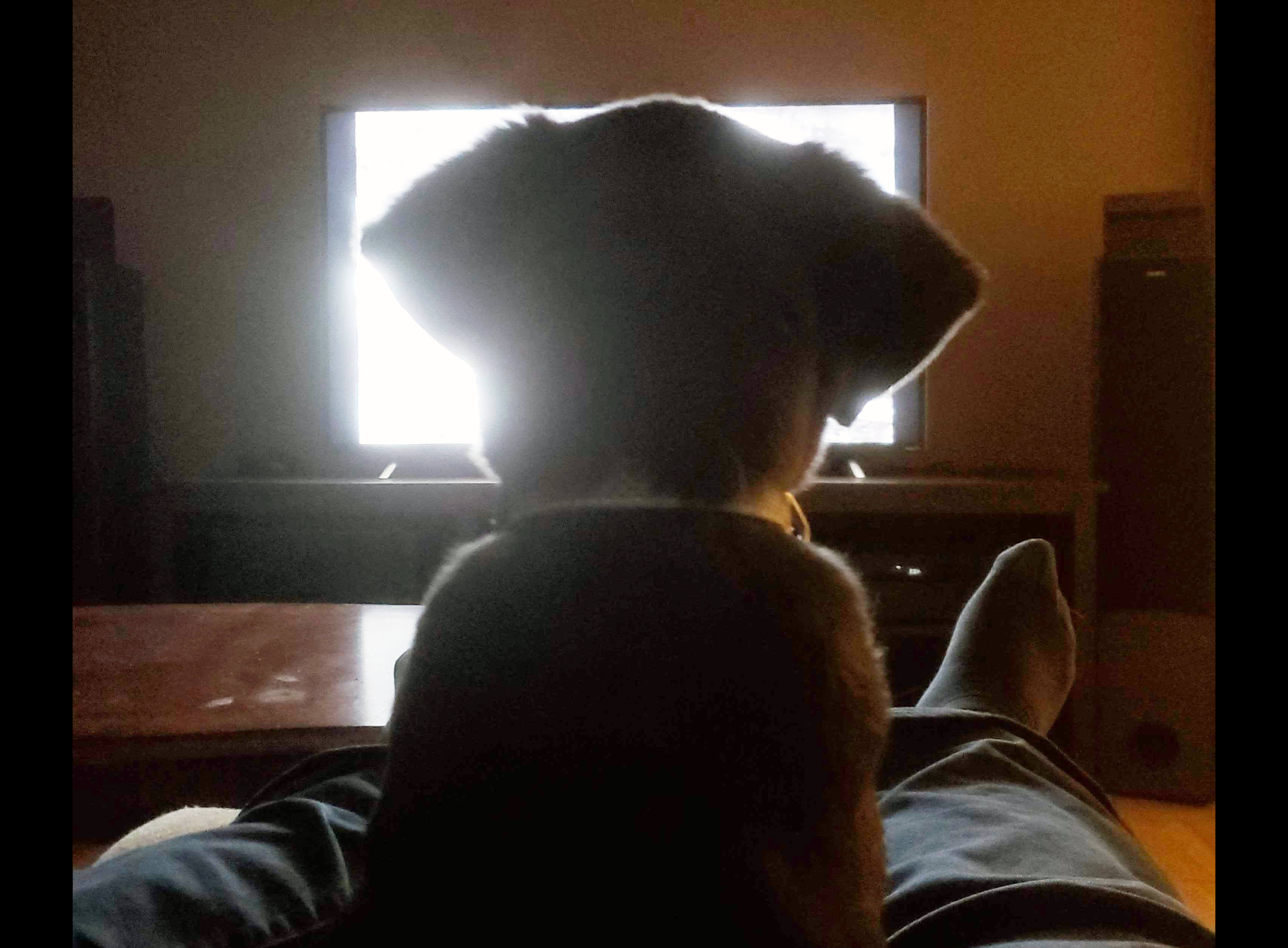 Ace the dog watches TV on his owner's lap