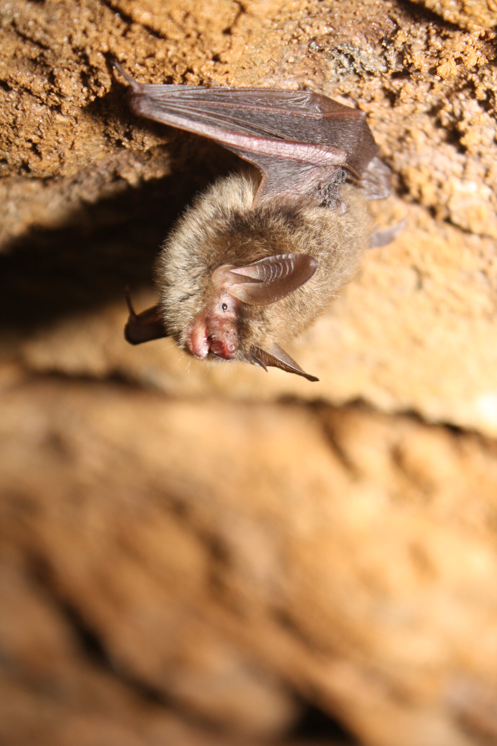 long-eared bats in cave