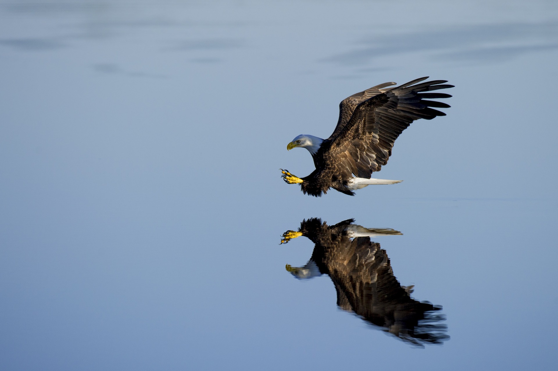 Bald eagle over water.