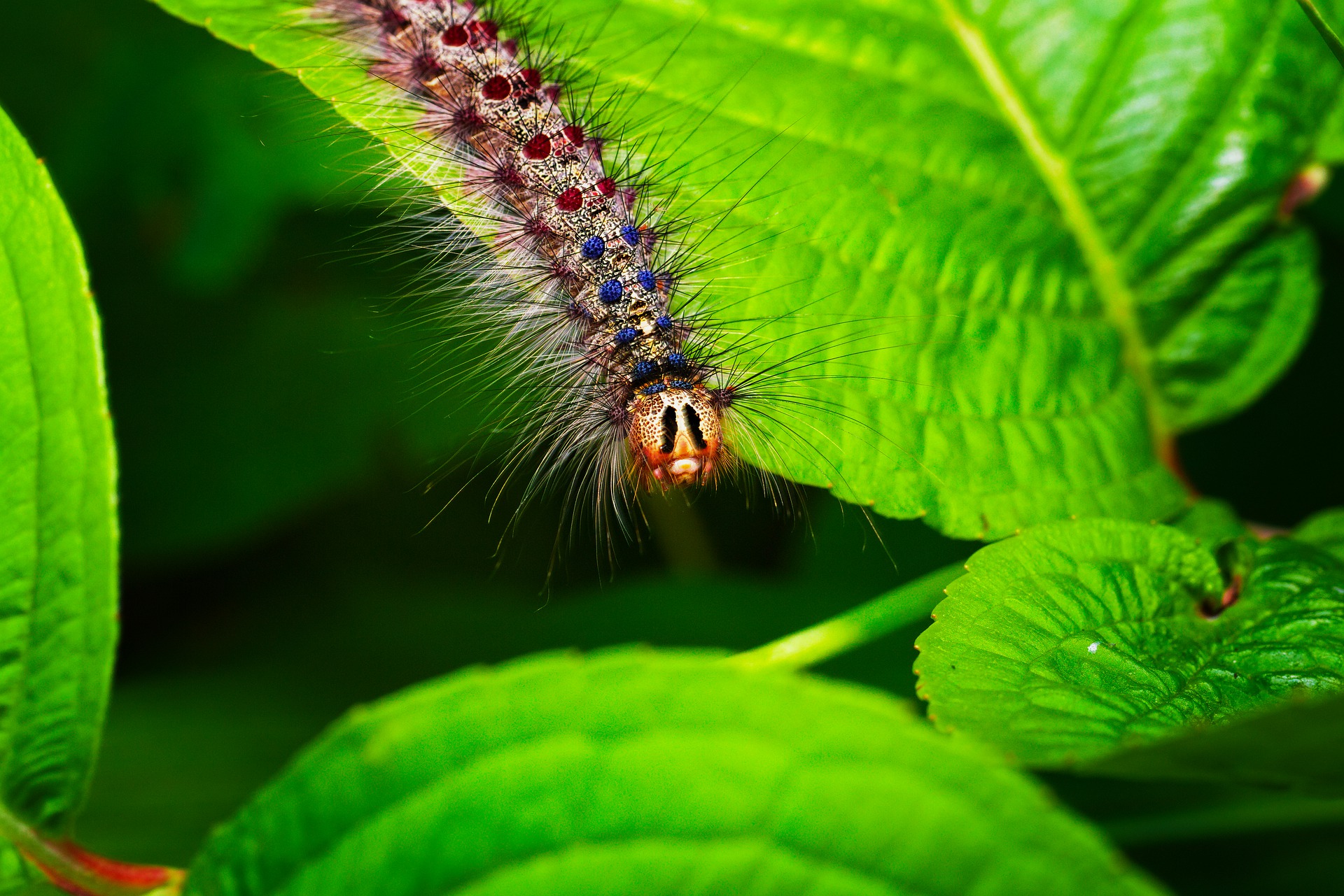 Spongy moth caterpillar.